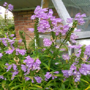 Obedient plant