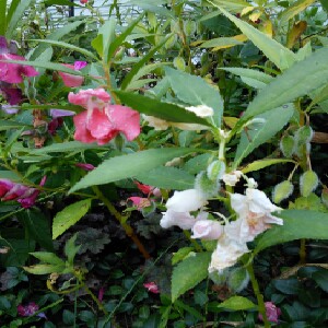 Impatiens Balsam 'Camellia Flowered'