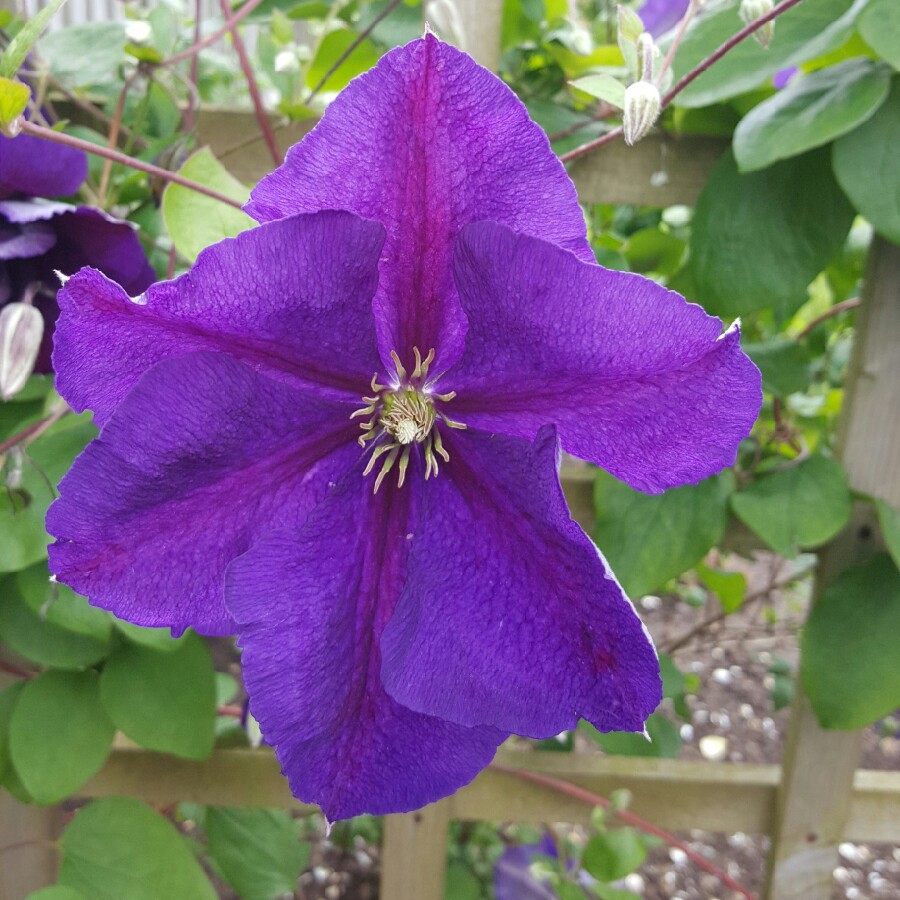 Clematis 'General Sikorski'