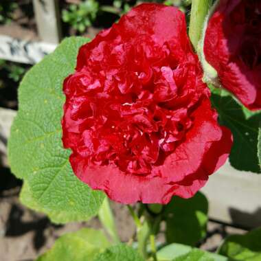 Hollyhock 'Chater's Double Group Red'