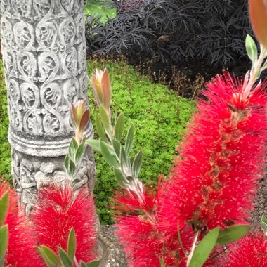 Bottlebrush