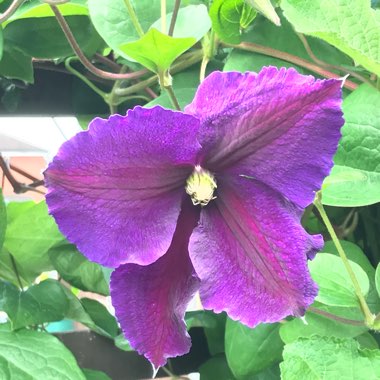 Clematis 'General Sikorski'