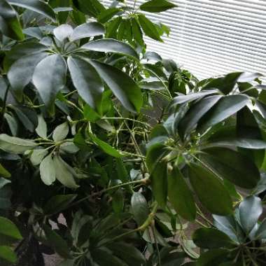 Schefflera arboricola