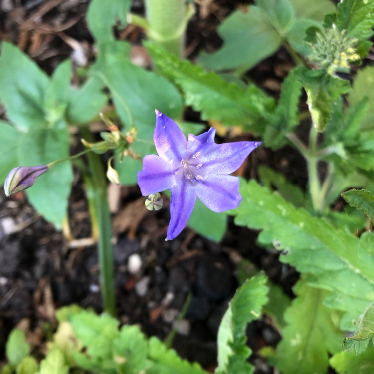 Plant image Lobelia pendunculata syn. Isotoma fluviatilis, Laurentia fluviatilis, Lobelia fluviatilis, Pratia puberula