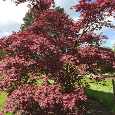 Japanese Maple 'Beni-Maiko