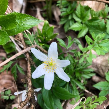 Wood anemone