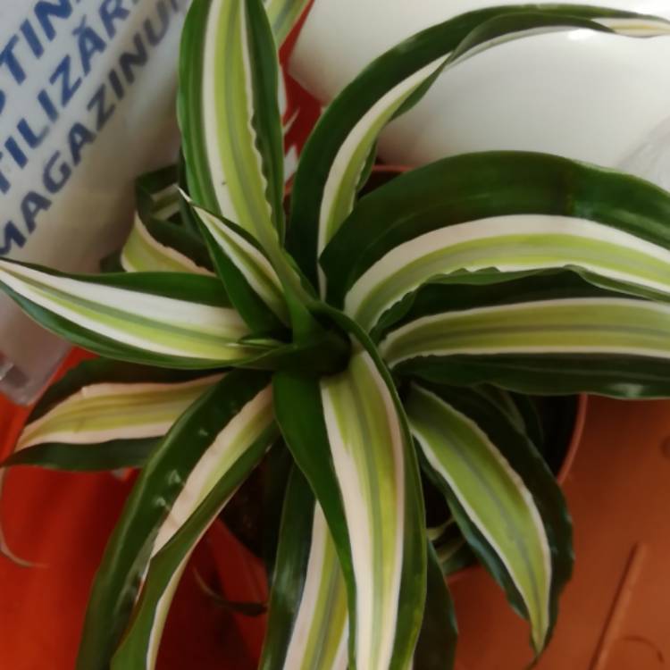 Plant image Dracaena deremensis