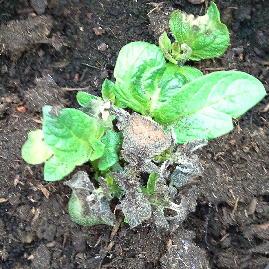 Plant image Solanum tuberosum 'Vivaldi'