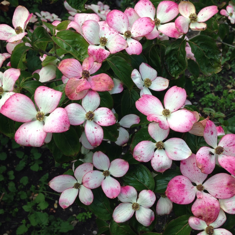 Cornus kousa