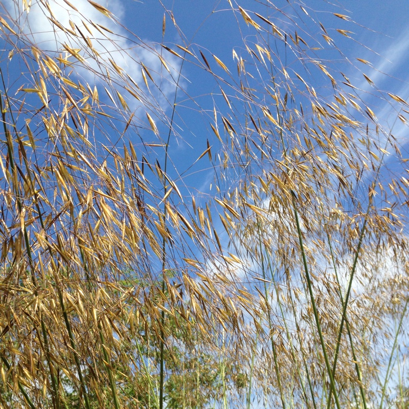 Plant image Stipa Gigantea