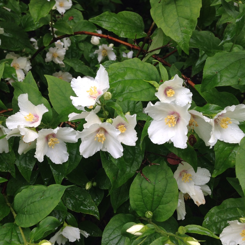 Mock orange 'Belle Etoile'