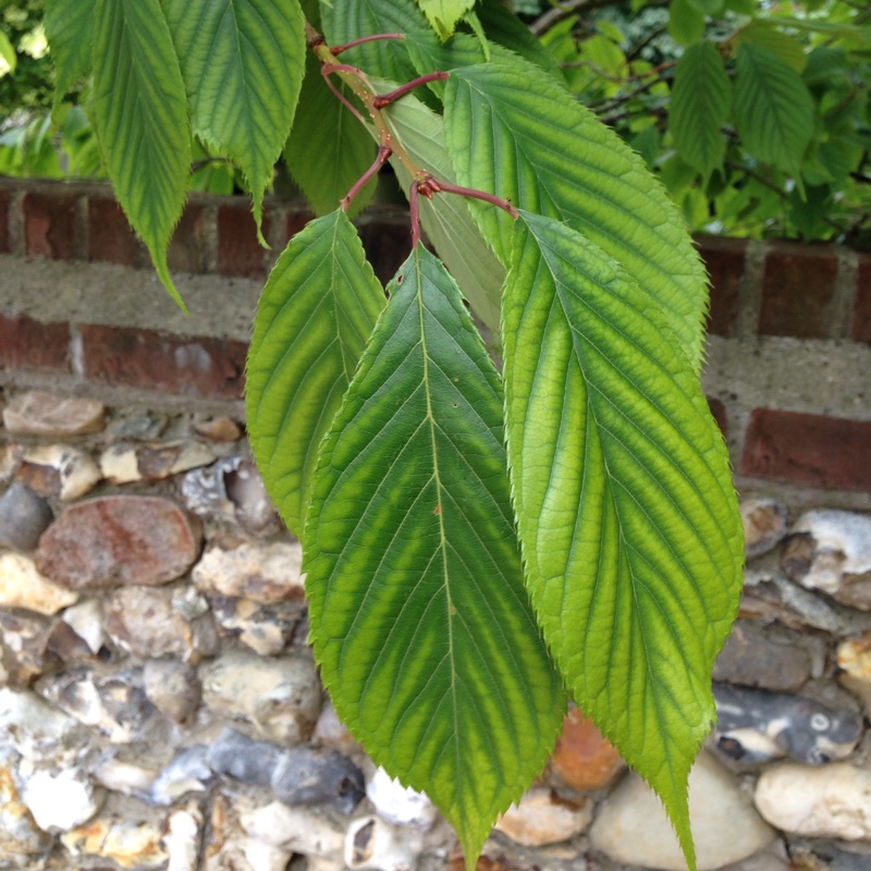 Common Hornbeam