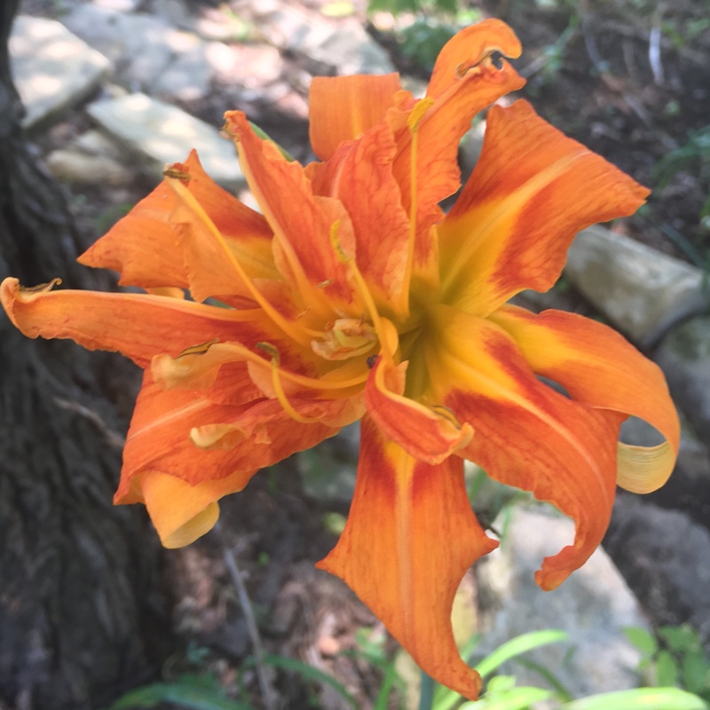 Daylily (Species) Common Orange Daylily