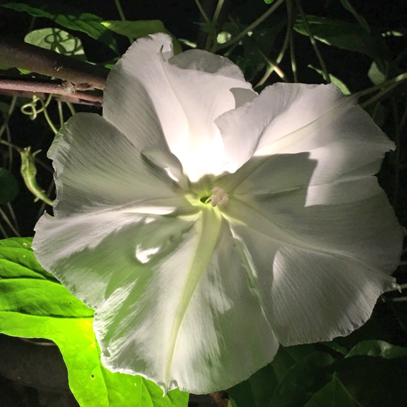 Tropical White Morning Glory