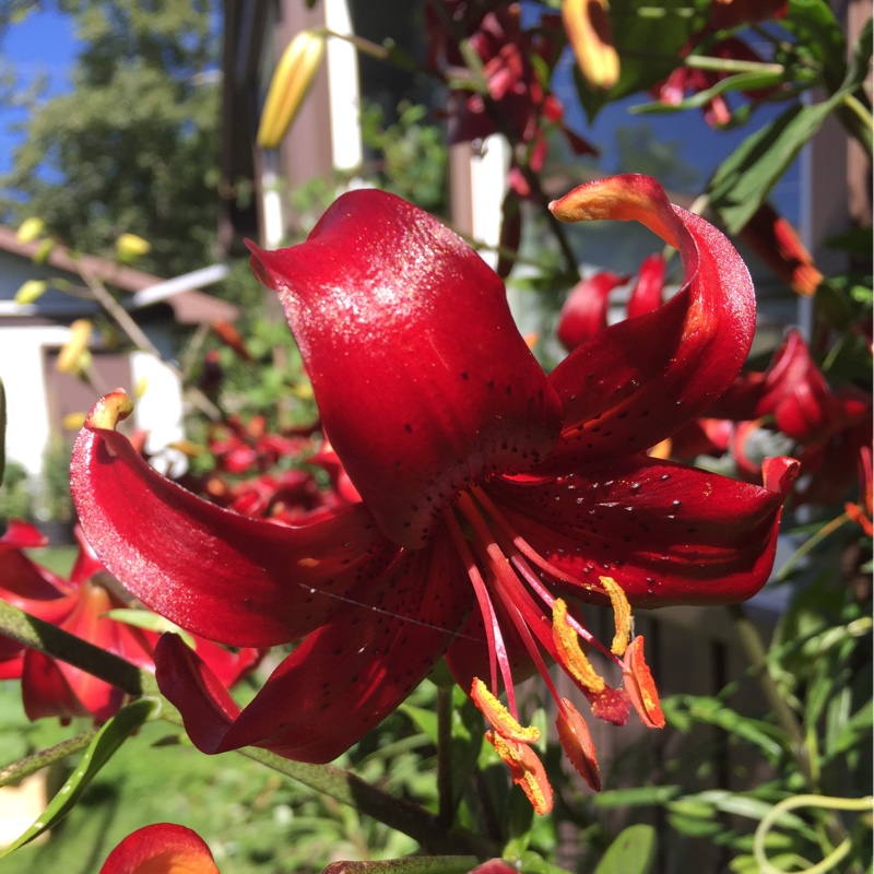 Plant image Lilium 'Night Flyer'