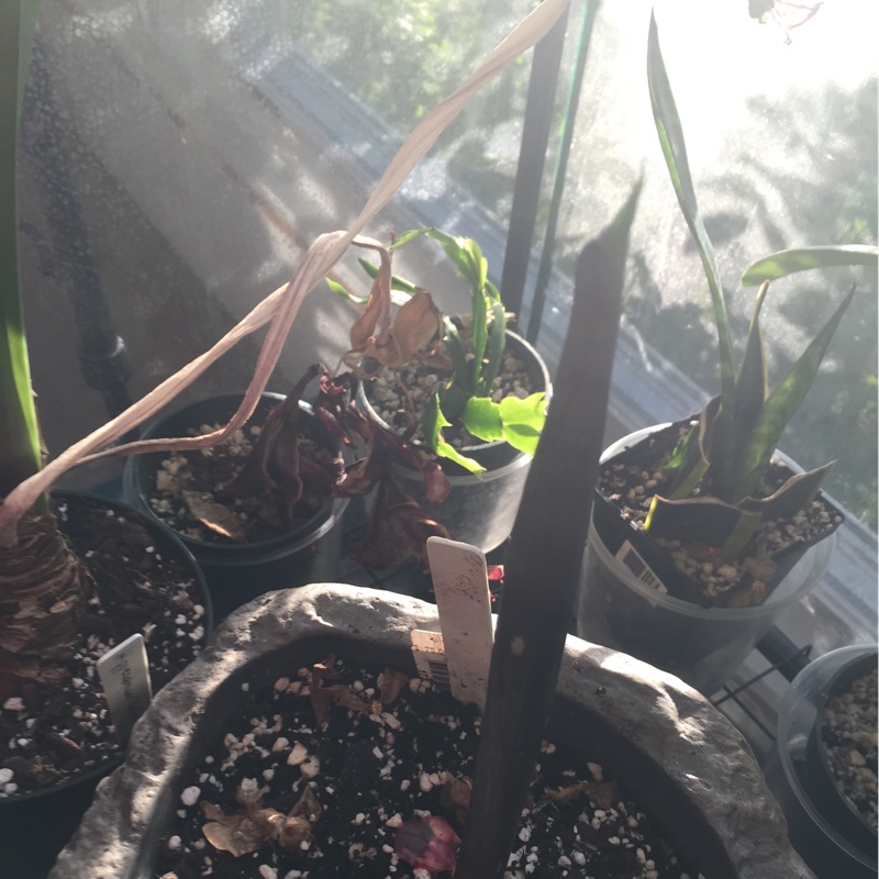 Plant image Amorphophallus titanum