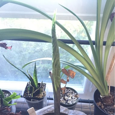 Amorphophallus titanum