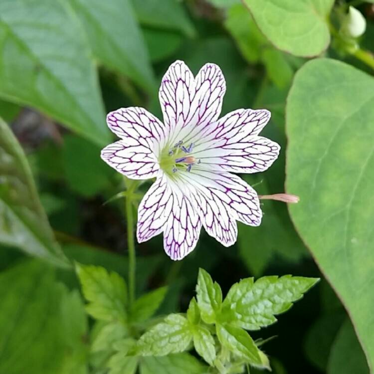 Plant image Geranium x oxonianum 'Katherine Adele'