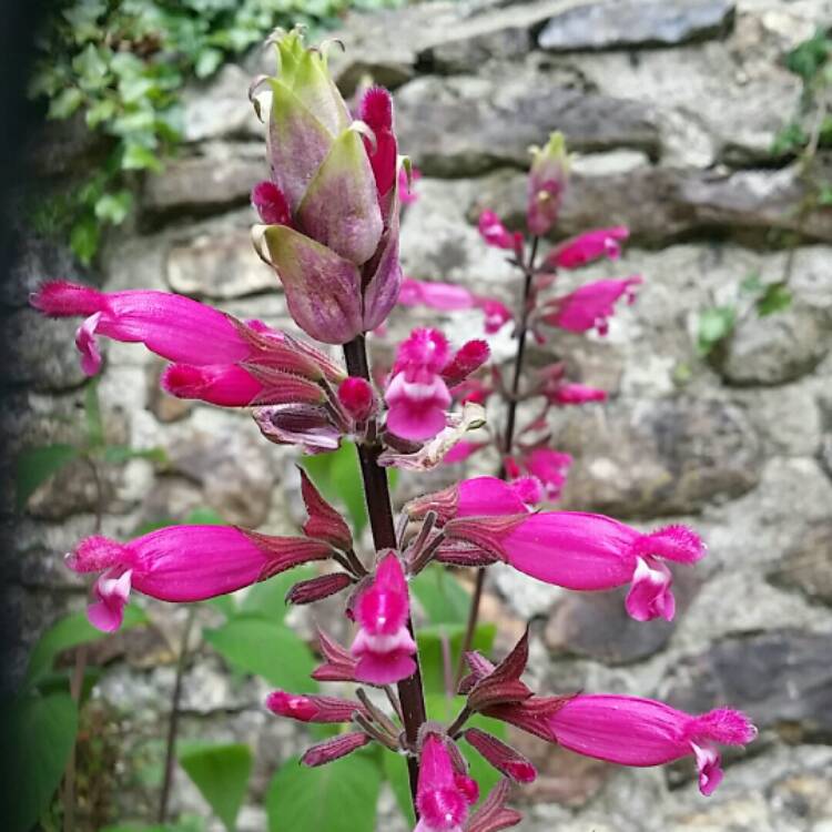 Plant image Salvia Involucrata