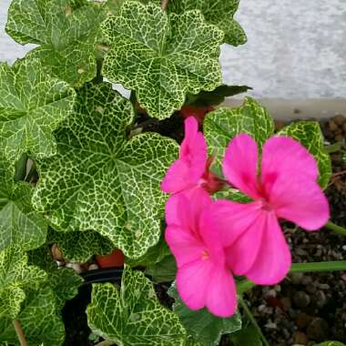 Pelargonium 'Crocodile' (Ivy Leaved)