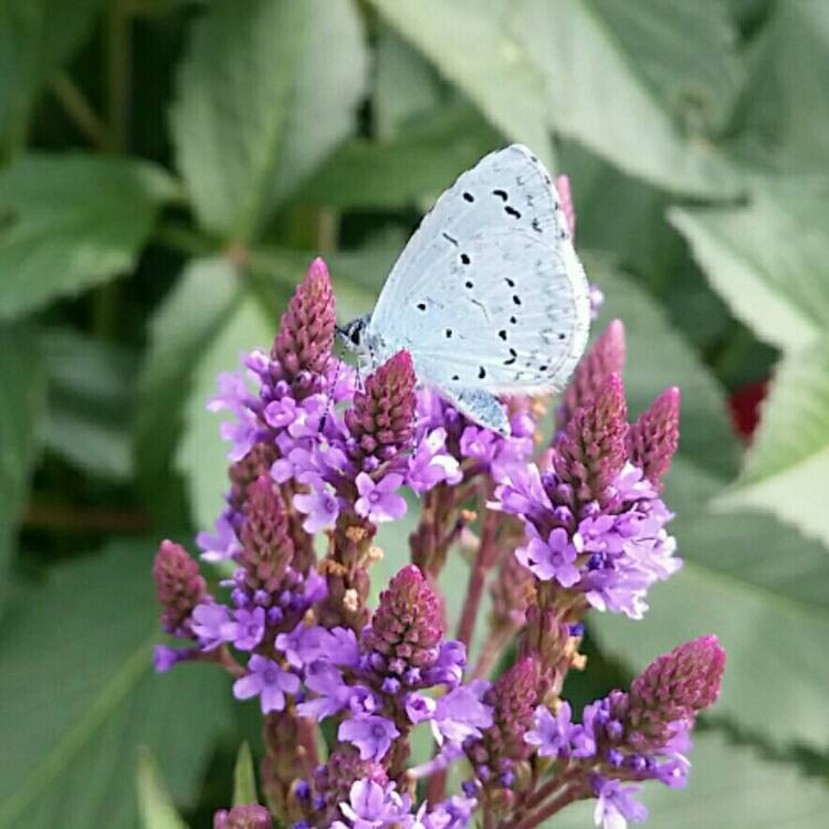 Plant image Verbena hastata 'Blue Spires'