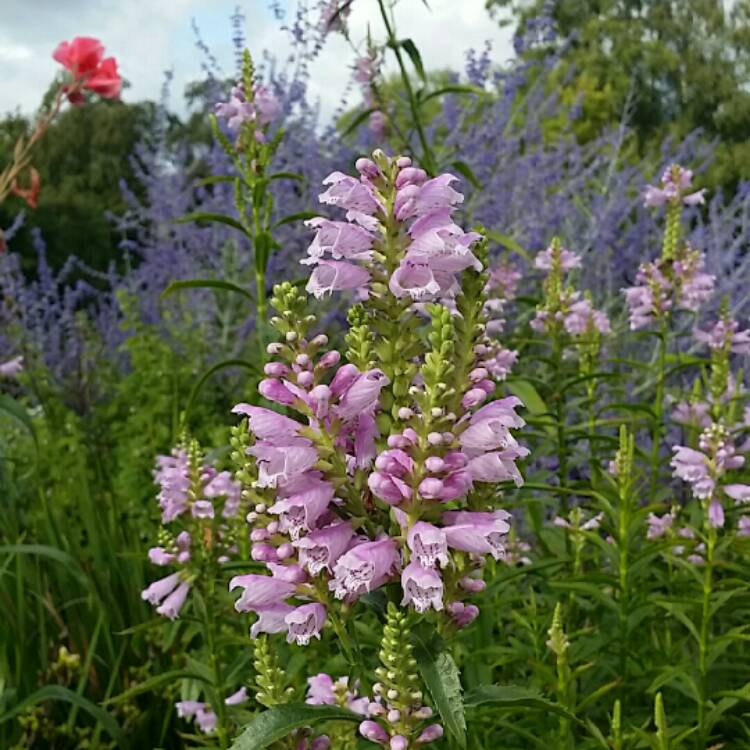 Plant image Physostegia virginiana 'Bouquet Rose'