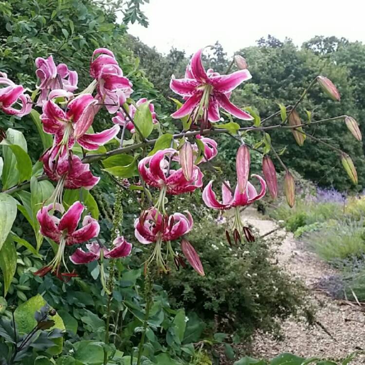 Plant image Lilium speciosum var. rubrum