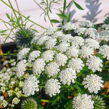 False Queen Anne's Lace