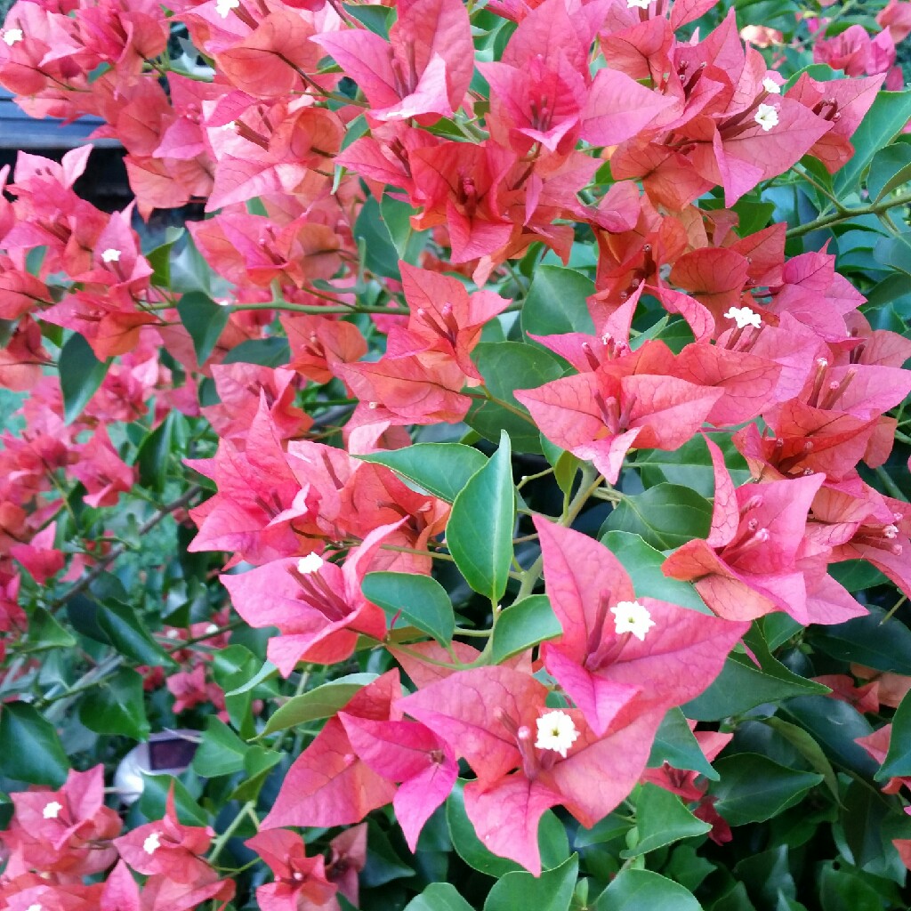 Bougainvillea