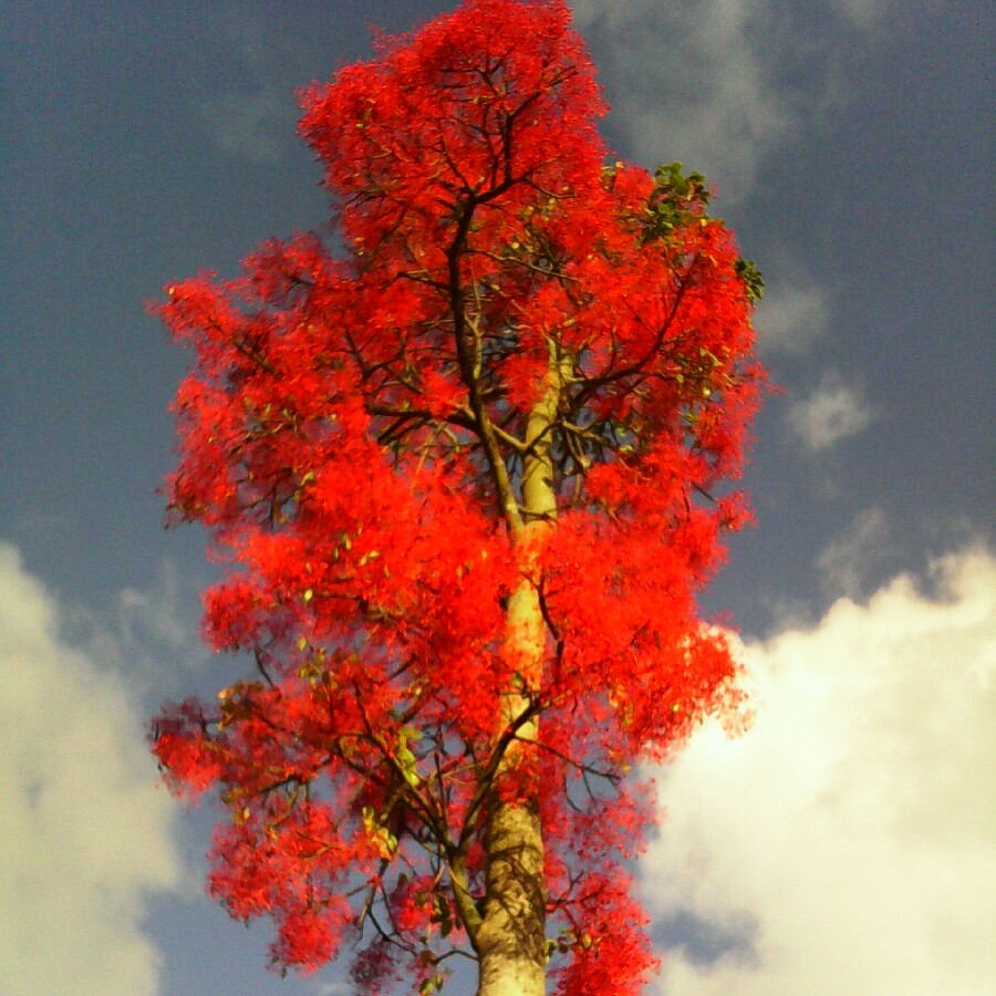 Illawarra Flame Tree