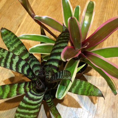 Bromeliad