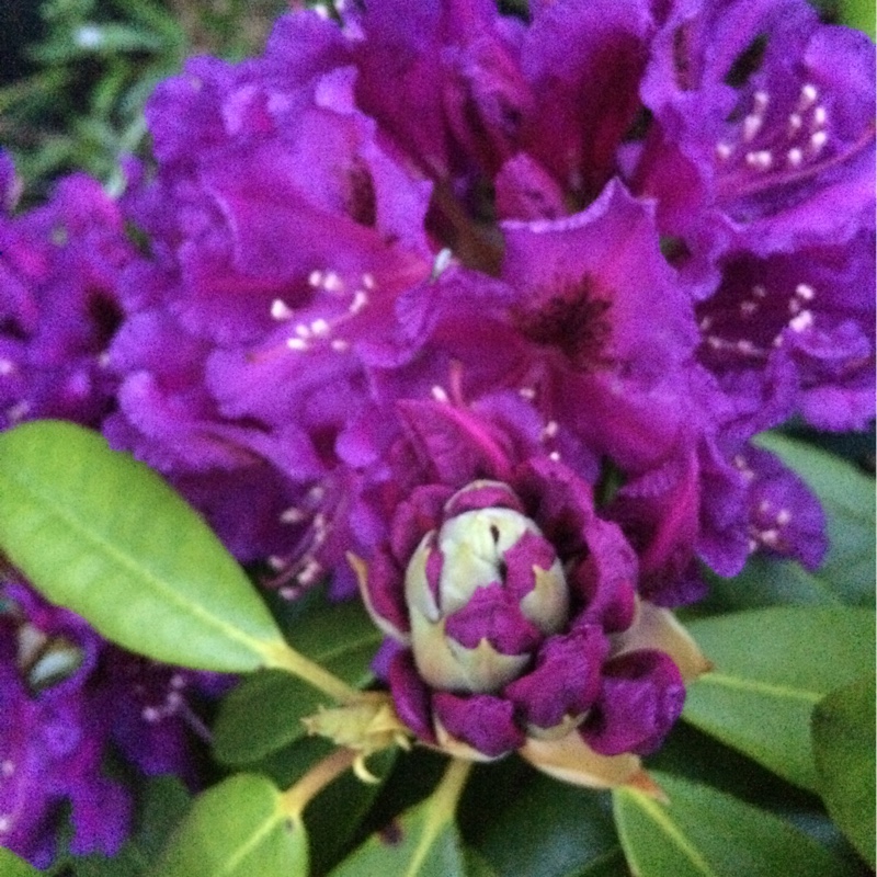 Plant image Rhododendron 'Delta'