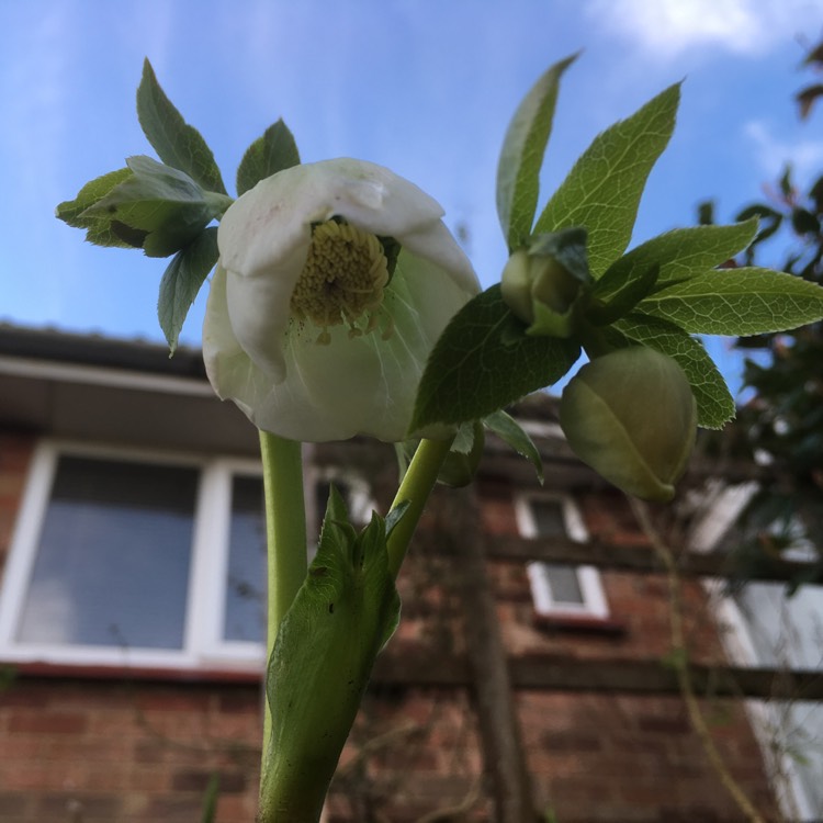 Plant image Helleborus x hybridus 'Hlr 210' (Spring Promise Series) syn. Helleborus x hybridus 'SP Lily'