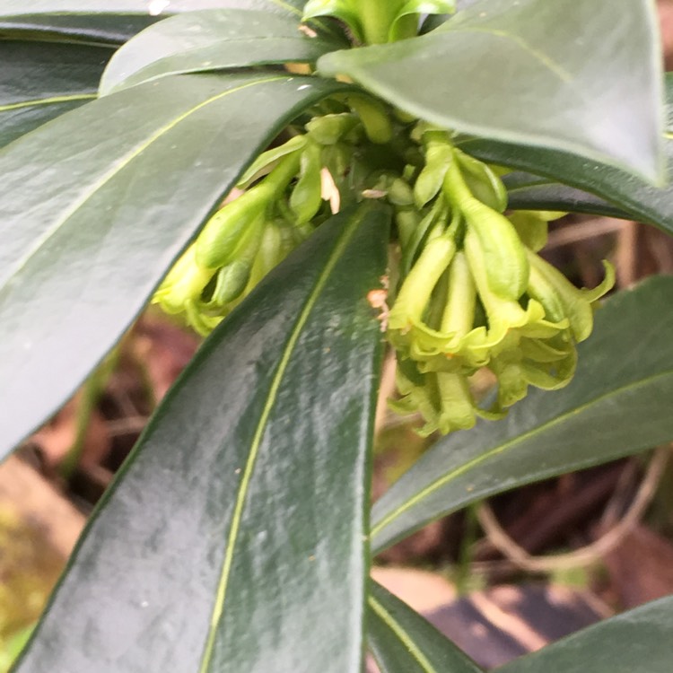 Plant image Daphne laureola subsp. philippi