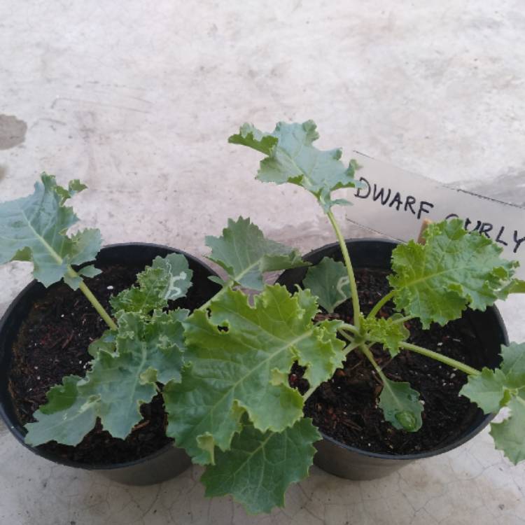 Plant image Brassica oleracea (Acephala Group) 'Dwarf Green Curled'