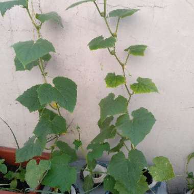 Cucumis sativus