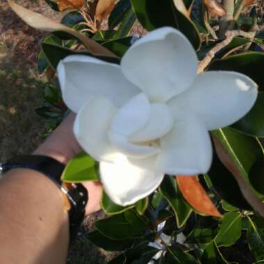 Magnolia 'Jane'