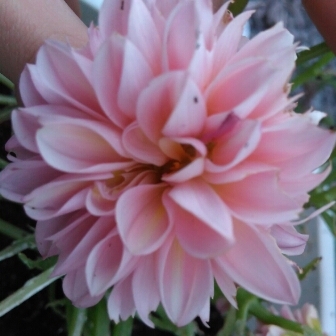 Dahlia 'Avignon' (Decorative)