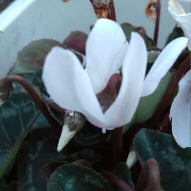 Cyclamen (Hardy)