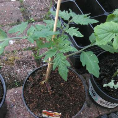 Tomato 'Moneymaker'