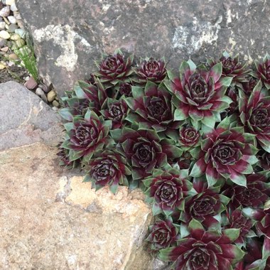 Sempervivum Black Mini