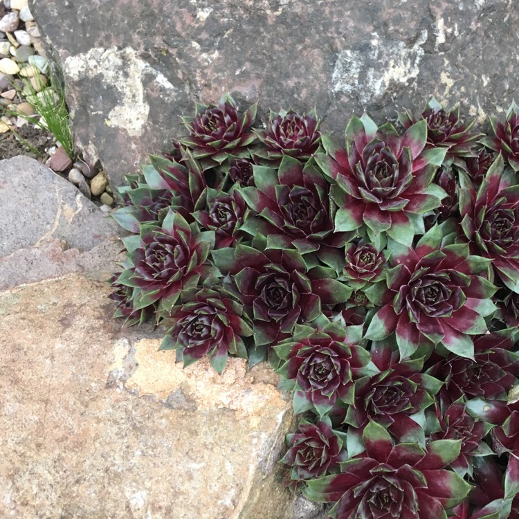 Plant image Sempervivum Black Mini