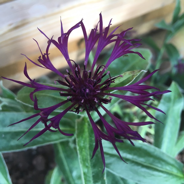 Plant image Centaurea montana 'Amethyst Dream'