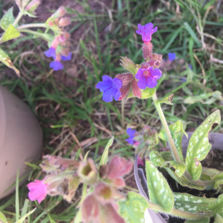 Plant image Pulmonaria 'Trevi Fountain'