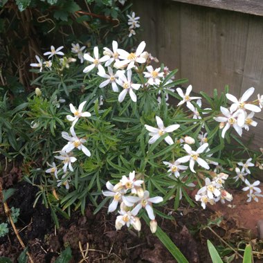 Choisya x dewitteana 'White Dazzler'