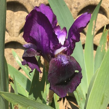 Iris x germanica