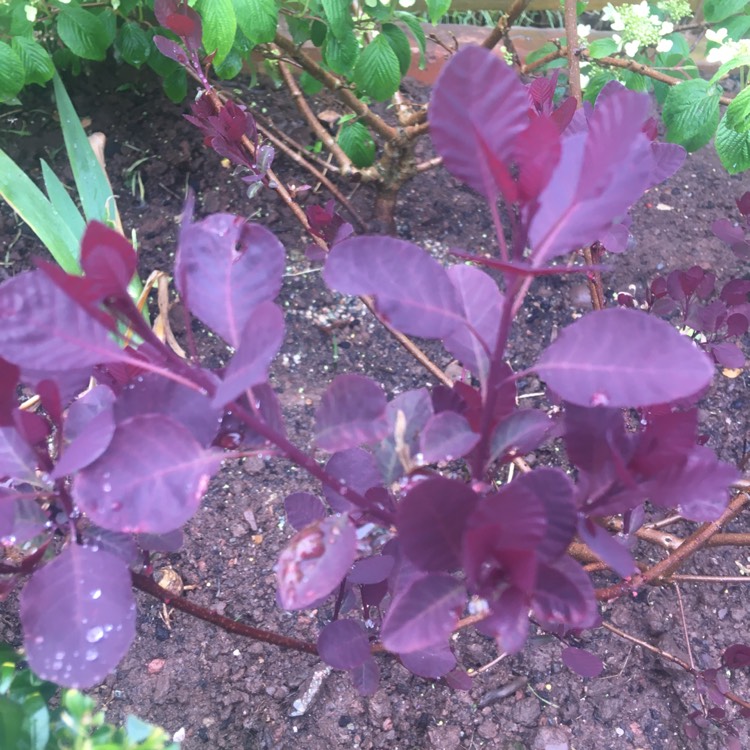 Plant image Cotinus 'Londus' syn. Cotinus 'Dusky Maiden'