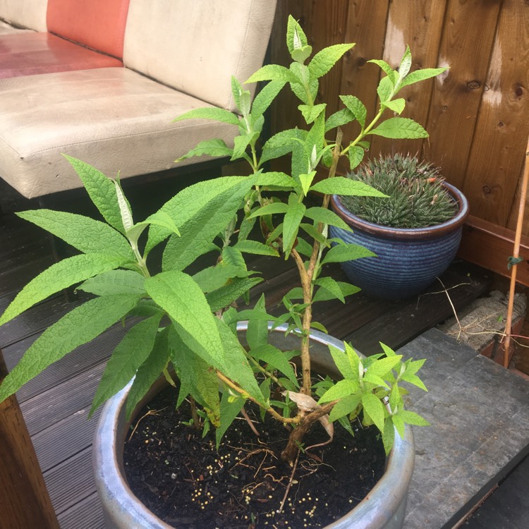 Plant image Buddleja globosa