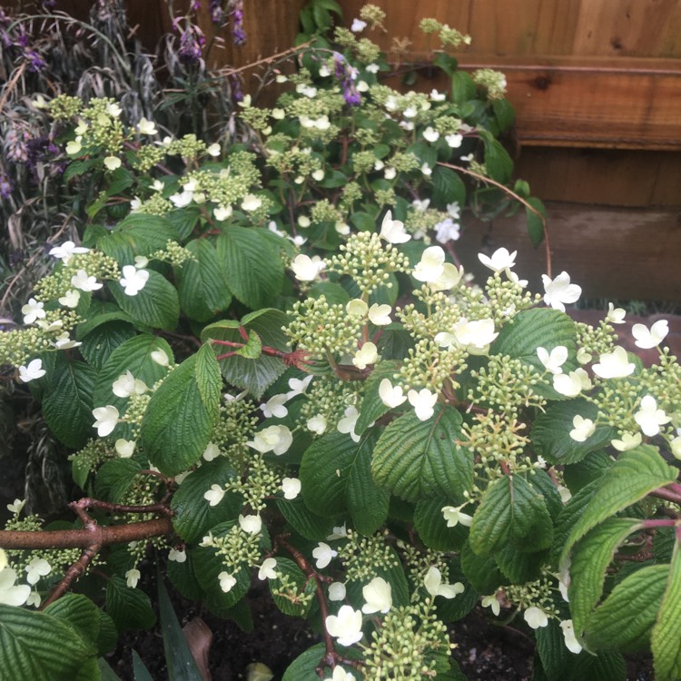 Plant image Viburnum plicatum f. tomentosum 'Mariesii' syn. Viburnum mariesii