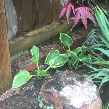 Hosta fortunei var. aureomarginata syn. Hosta 'Aureomarginata' (fortunei), Hosta fortunei 'Aureomarginata'